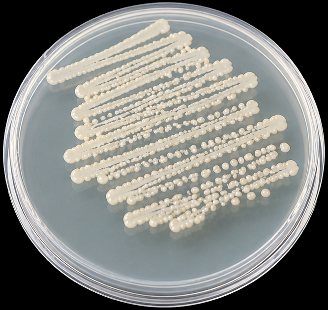 S aureus sample not exposed to UV-C light